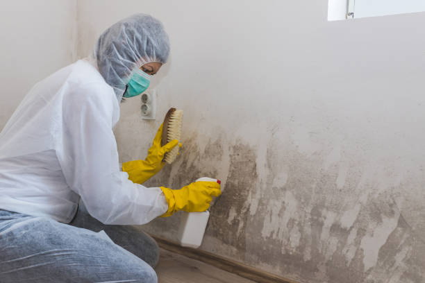 Attic Mold Removal in Hunters Creek, FL