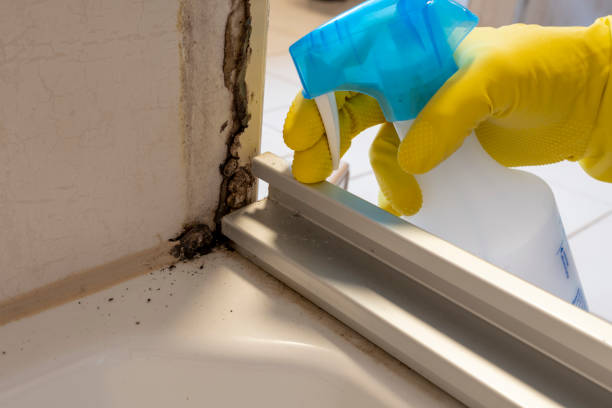 Professional Mold Removal in Hunters Creek, FL