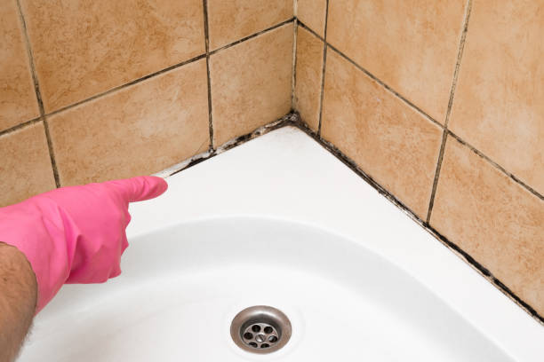 Best Mold Removal and Inspection  in Hunters Creek, FL